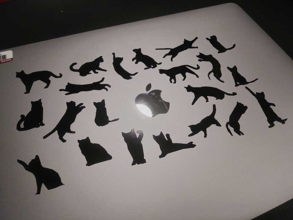 cats on a computer